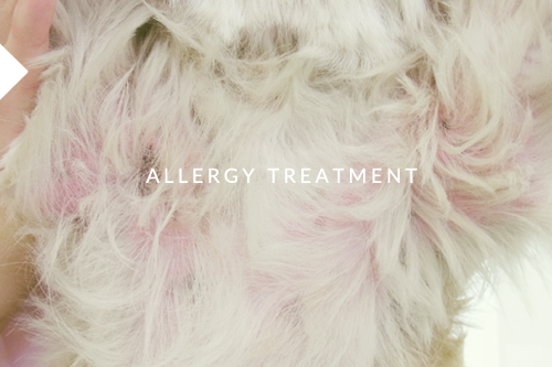 アレルギー治療